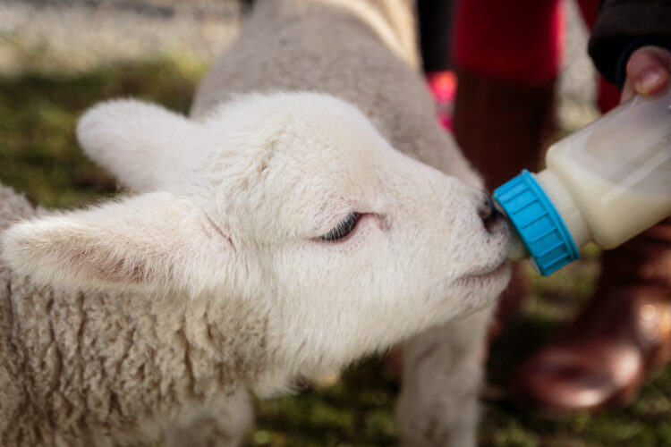 Bottle Raise a Baby Animal
